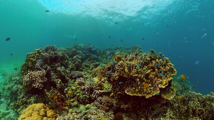 Naklejka na ściany i meble Beautiful underwater landscape with tropical fishes and corals. Life coral reef. Philippines.