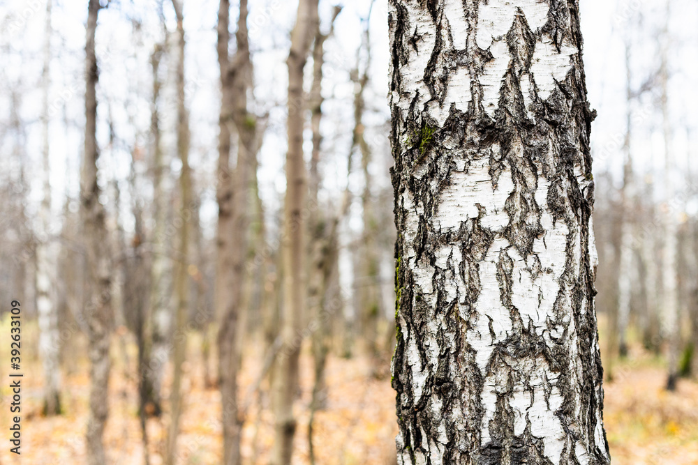 Canvas Prints natural background - old birch tree trunk close up and bare trees on blurred background in forest of