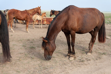 Fototapeta na wymiar Bay plump horse with tied front legs