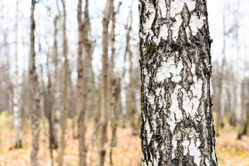Fototapeta premium natural background - old birch tree trunk close up and bare trees on blurred background in forest of city park on overcast autumn day (focus on right birch tree trunk on foreground)