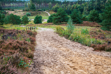 Wanderung durch das Naturschutzgebiet Senne bei Oerlinghausen auf dem Wanderweg Ochsentour.