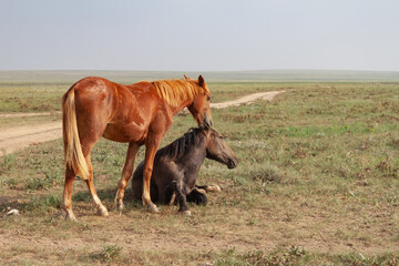 Fototapeta premium Two horses in the steppe. Romantic plot