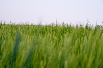frisch grüne Gerstenähren vor dem Hintergrund des Himmels, Abendlicht, Nahaufnahme