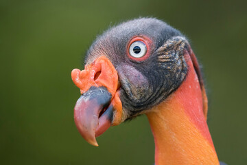 Sarcoramphe