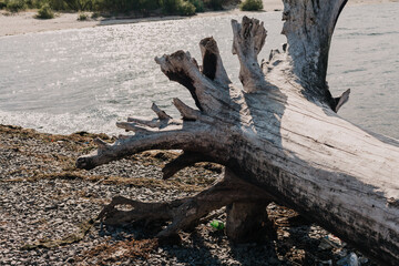 Fototapeta na wymiar large log with roots on a river beach