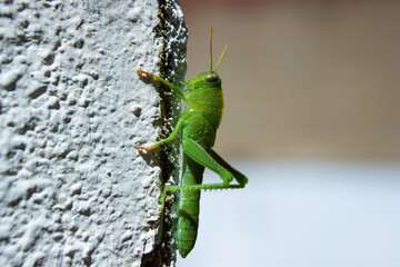 Saltamontes en Pared