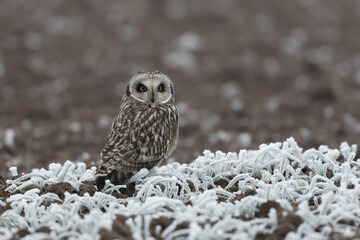 Hibou des marais