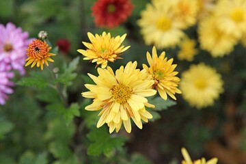한국가을공우ㅏㄴ의풍경입니다