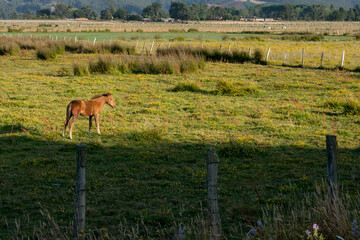 deer in the field