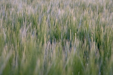 frisch grüne Gerstenähren vor dem Hintergrund des Feldes, Abendlicht, Nahaufnahme