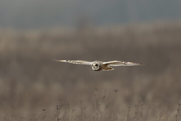 Hibou des marais