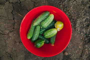 We collect a crop of ripe cucumbers