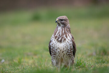Buse variable