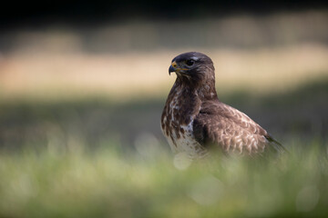 Buse variable