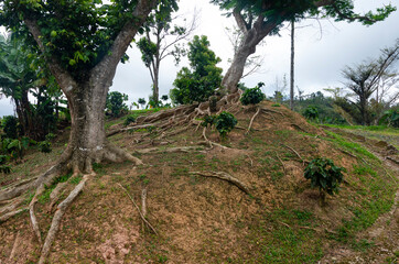 Fototapeta na wymiar kapok trees or ceiba pentandra in cordillera central region puerto rico