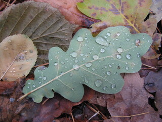 Leaves in the autumn forest covered with dew drops.