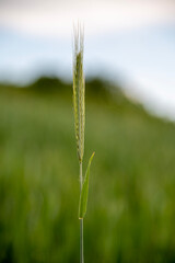 Hell frisch grüne Weizenähre vor dem Hintergrund des Feldes und Himmels, Abendlicht