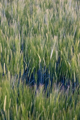 frisch grüne Weizenähren vor dem Hintergrund des Feldes, Abendlicht, Nahaufnahme