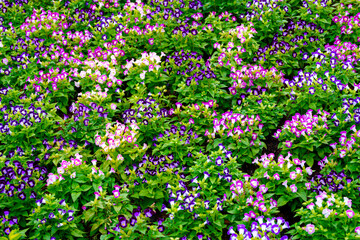 Wishbone flower, Torenia fournieri, the bluewings in garden.