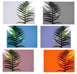 Fototapeta na wymiar set of six minimalist images of fern on rough canvas