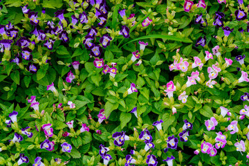 Wishbone flower, Torenia fournieri, the bluewings in garden.