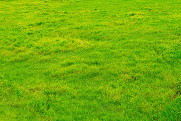 Beautiful view of fresh green grass background