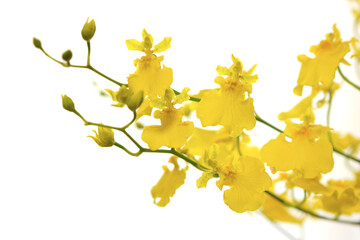 オンシジューム