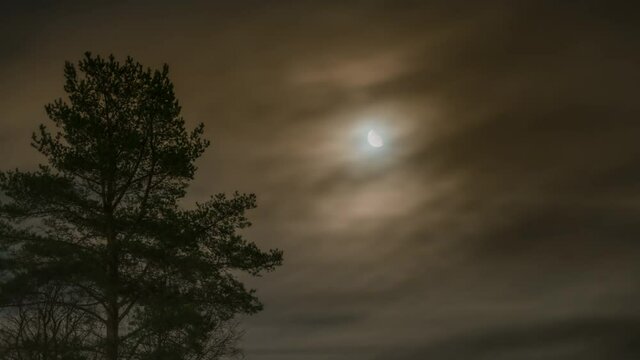 Moon rising behind fast moving thick clouds with some stars shine, close up view at pine tree at the left side of time lapse taken in Northern Sweden, near Umea city