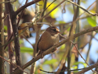 European wren (Troglodytes troglodytes) perching on a tree branch outside of a bush.
