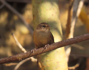 European wren (Troglodytes troglodytes) perching on a tree branch outside of a bush.