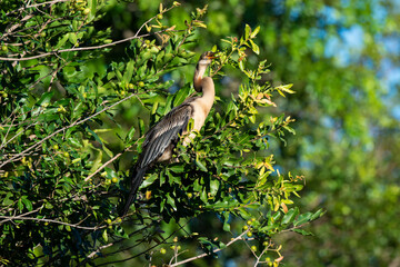 Anhinga d'Afrique,..Anhinga rufa, African Darter