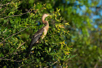 Anhinga d'Afrique,..Anhinga rufa, African Darter