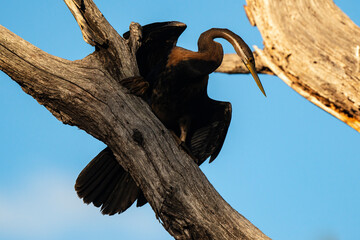 Anhinga d'Afrique,..Anhinga rufa, African Darter