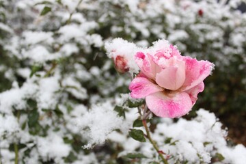 pink flowers in snow