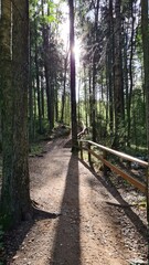 trees