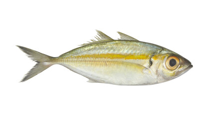 Bigeye scad fish isolated on white background, Selar crumenophthalmus