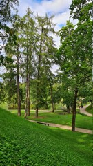 trees