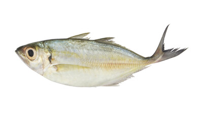 Bigeye scad fish isolated on white background, Selar crumenophthalmus