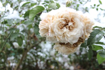 yellow rose in garden