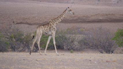 Lonely giraffe walks on the dry savanna