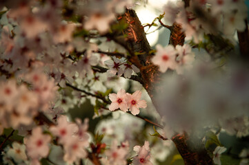 Spring is coming © Subiektywnie