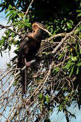 Anhinga d'Afrique,.Anhinga rufa, African Darter