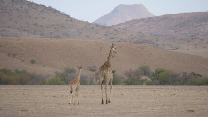 Mother and baby giraffe walking together on a dry savanna