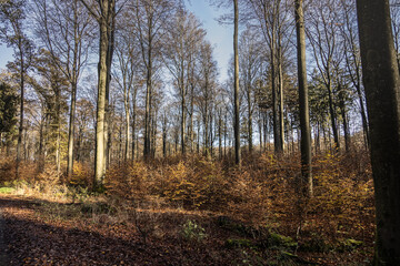 Obraz premium Wildlife sanctuary Hahnheide - in the forest