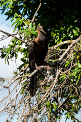 Anhinga d'Afrique,.Anhinga rufa, African Darter