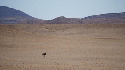 Fototapeta na wymiar Lonely Ostrich on a dry savanna