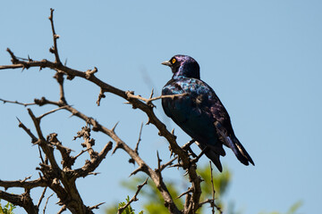 Choucador à épaulettes, rouges,.Lamprotornis nitens; Cape Starling