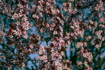 Spring is coming © Subiektywnie