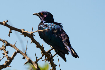 Choucador à épaulettes, rouges,.Lamprotornis nitens; Cape Starling