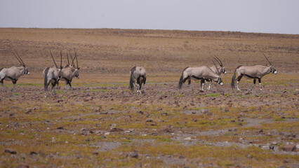Herd of gemsbok on a dry savanna